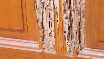 home termite infestation