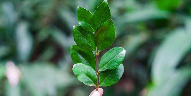 picture of a plant