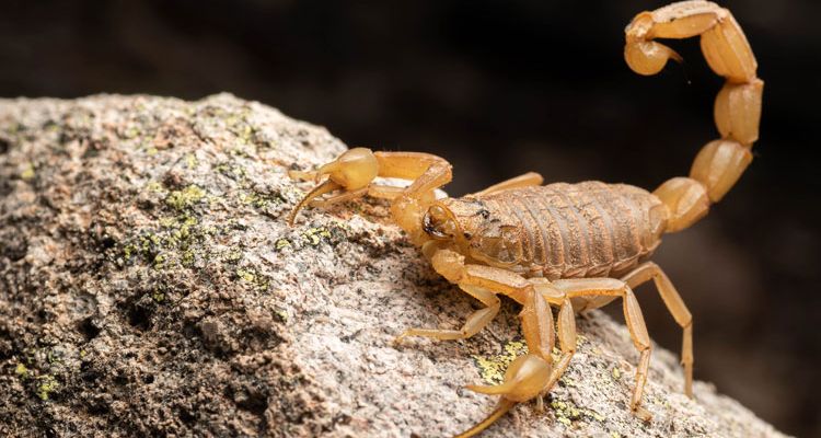 yellow scorpion common in tucson