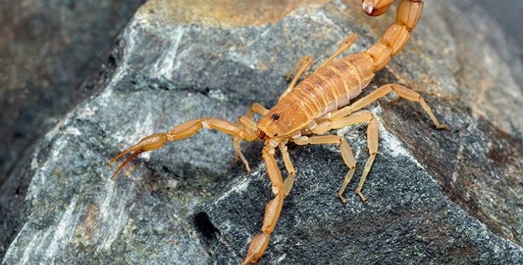 scorpion control services in tucson