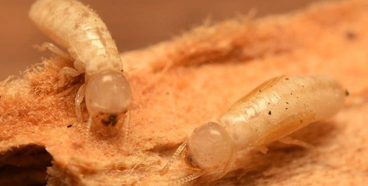 termite control tucson