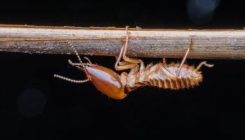 termite control