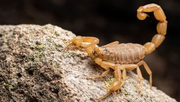 yellow scorpion common in tucson