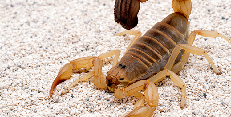 scorpions in the desert