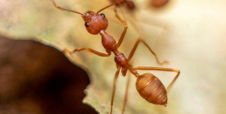 Ant control in Tucson