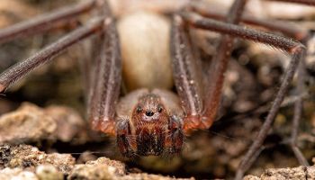 spiders in Tucson