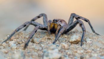 Spider control in Tucson