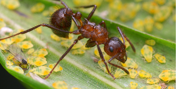 ant control in Tucson