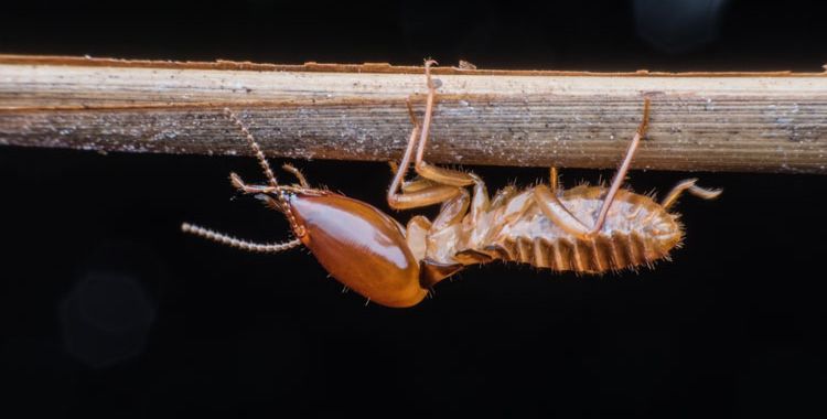 termite control