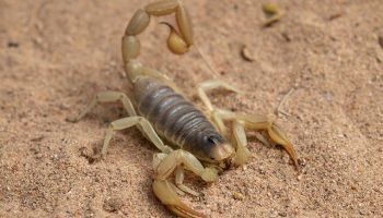 Scorpions in Tucson