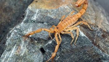 scorpion control services in tucson