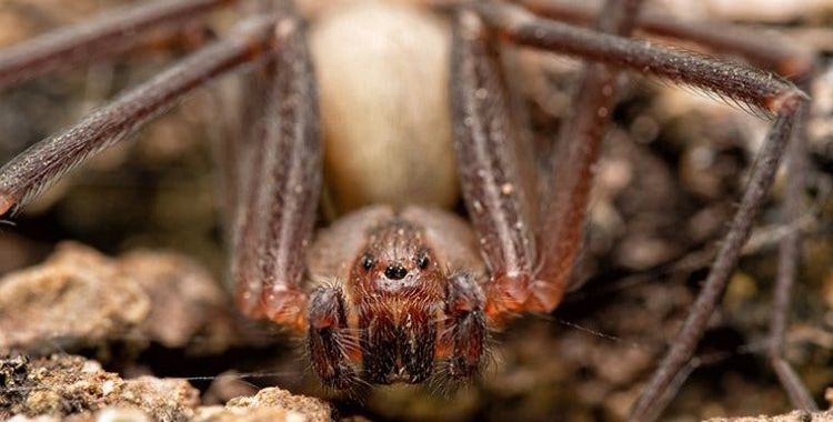 spiders in Tucson