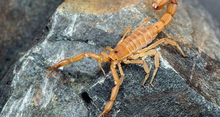 scorpion control services in tucson