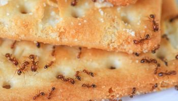 ants in tucson homes