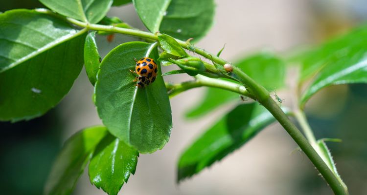 plants and pest