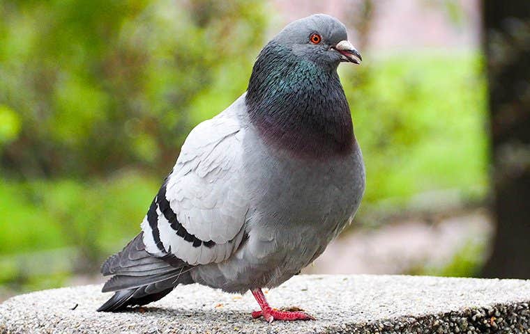 Pigeons | Pest Identification & Prevention In Tucson, AZ | Pest Friends