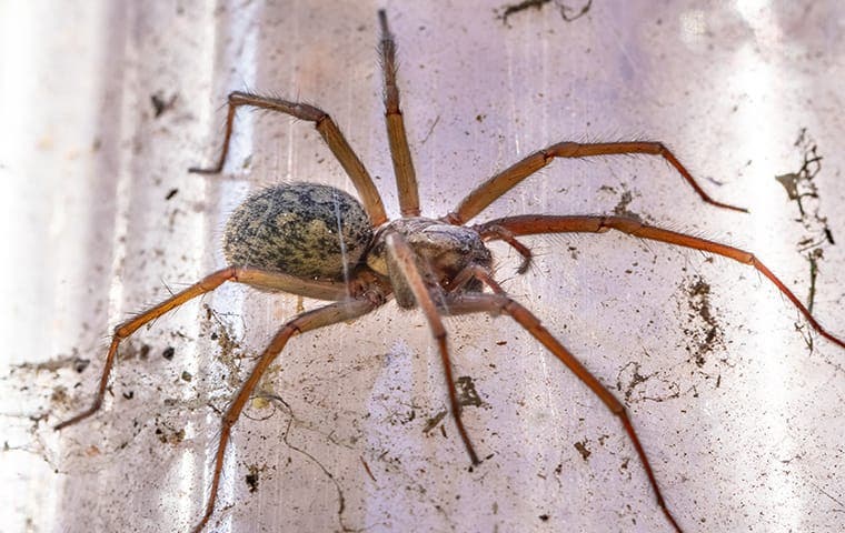 Blog - Tampa, FL Homeowner's Handy Spider Control Guide