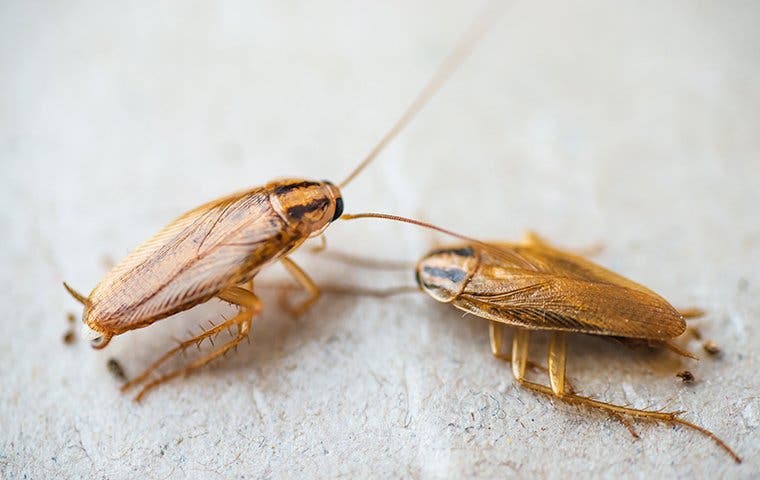 What Attracts Cockroaches In Your Home Pest Friends