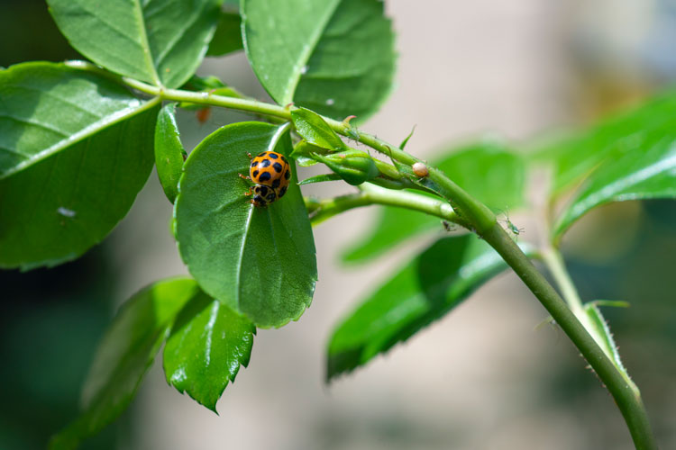 Native plant pests  Agriculture and Food