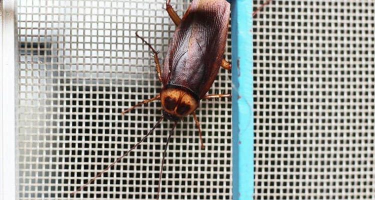 cockroaches control services in tucson